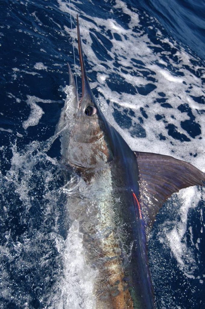 Malindi, Kenya — One of the best places in the world to catch an offshore slam