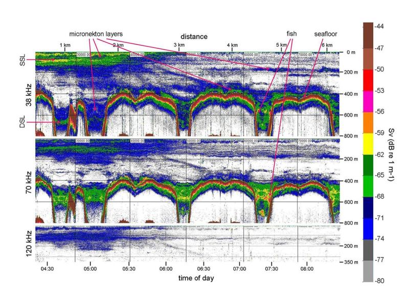 The three sonar frequencies, the top to bottom panels, show density and depth of micronekton (crustaceans, cephalopods and small fish) in shallow and deep scattering layers. Micronekton layers, fish (in this case, bigeye tuna) and the seafloor are all marked with arrows.