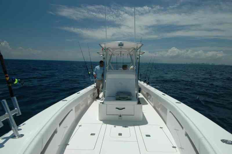 dolphins_fishing_11.jpg