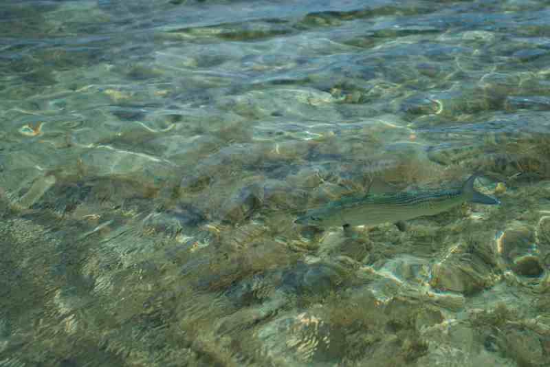 Bonefish flats fishing, Deep Water Cay, Grand Bahama Island