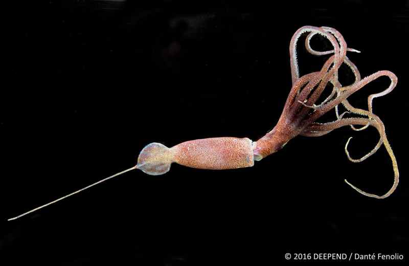 A deep-sea monster, Joubin's squid