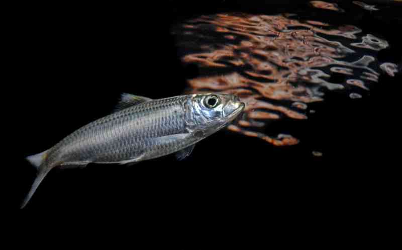 pilchard