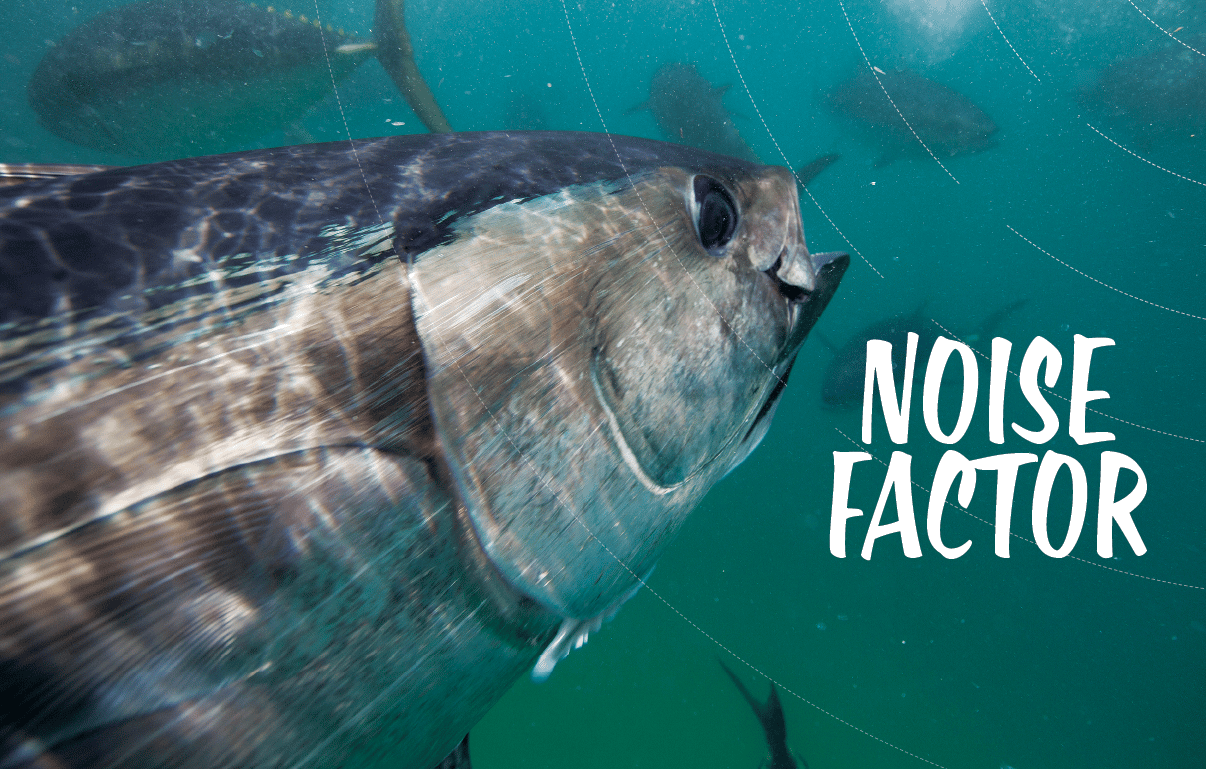 Does Sound Affect Fishing? Sport Fishing Mag