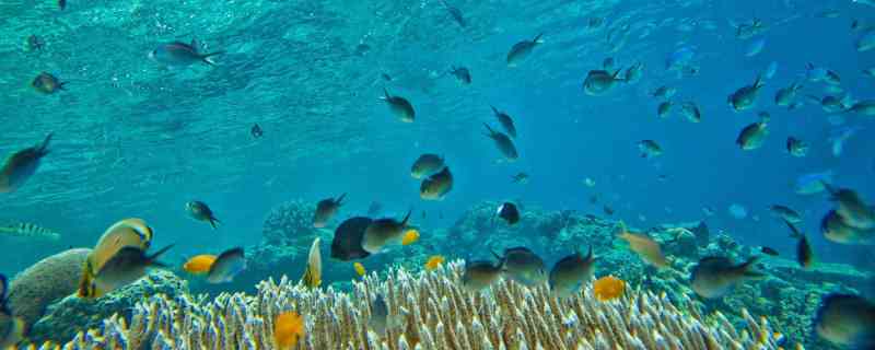 The fishing charters, fly-fishing guides, and marinas you need to know about Eleuthera & Harbour Island Destination Guide