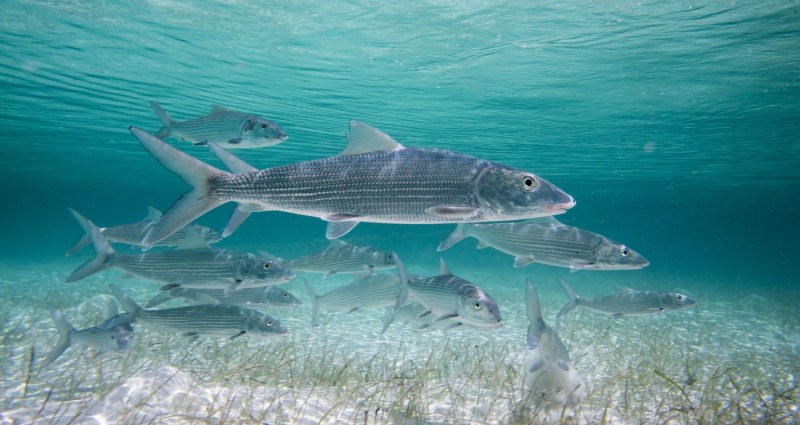 A school of bones swims in impossibly clear Florida Keys waters