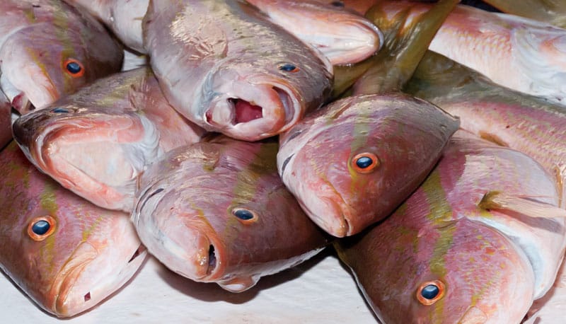 Fillet Like a Pro | Sport Fishing Mag
