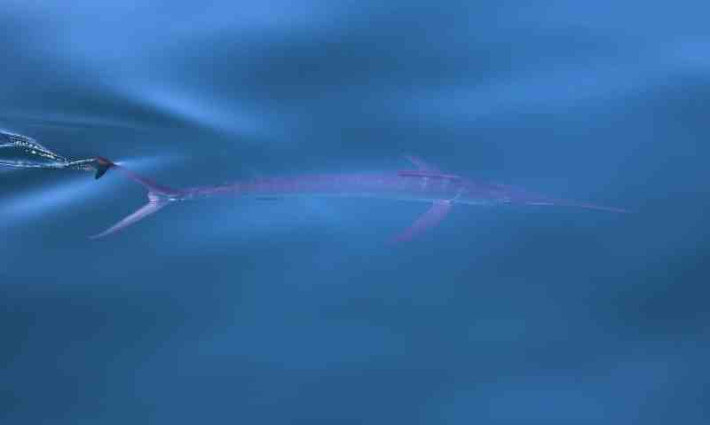 Swordfish off the coast