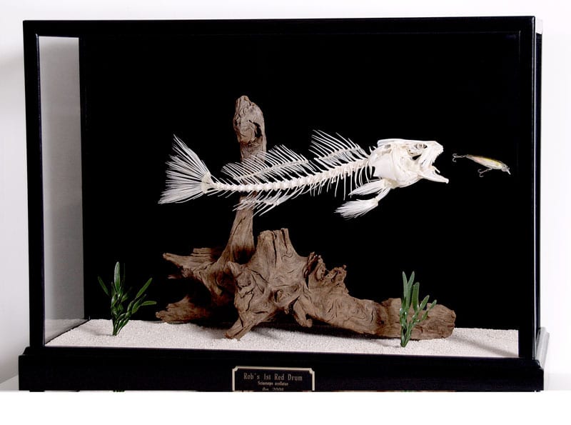 Redfish fish skeleton bones