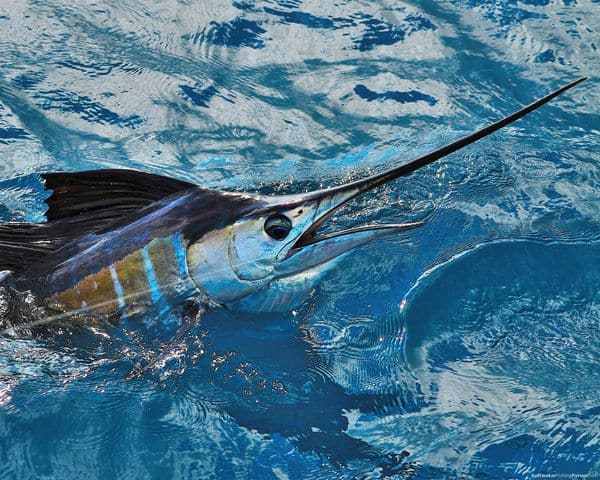 fishing-pictures-nov00.jpg