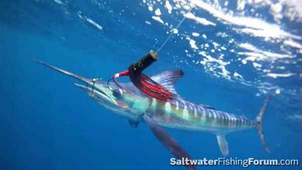 fishing-pictures-nov40.jpg