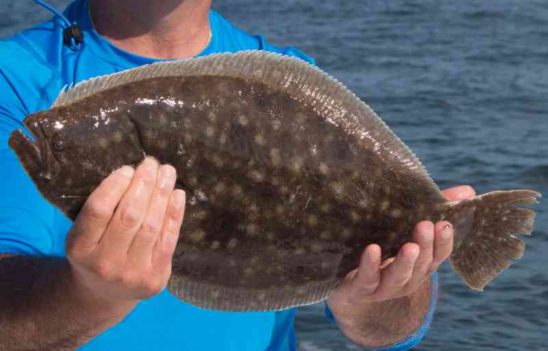 summer flounder regulations