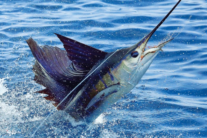 sailfishing