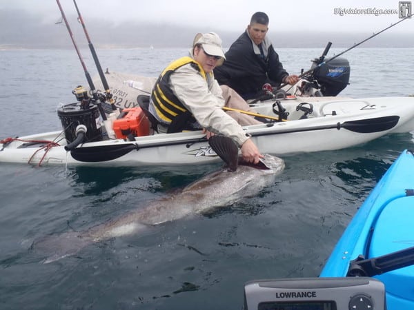 Black sea bass caught off Southern California must be released by law. Black sea bass caught off Southern California must be released by law.