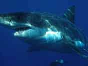 Great White Shark Attacks California Kayaker Great White Shark Attacks California Kayaker