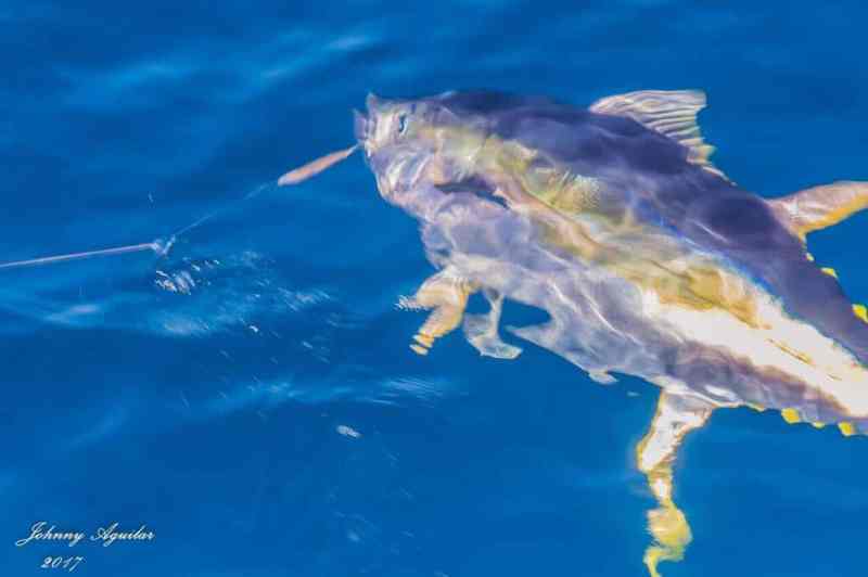 Costa Rica Approves Greenstick Tuna Licenses