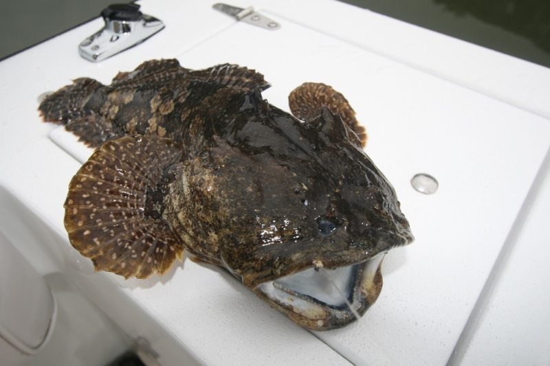 I Caught my Mother-in-Law! gulf toadfish 1.jpg
