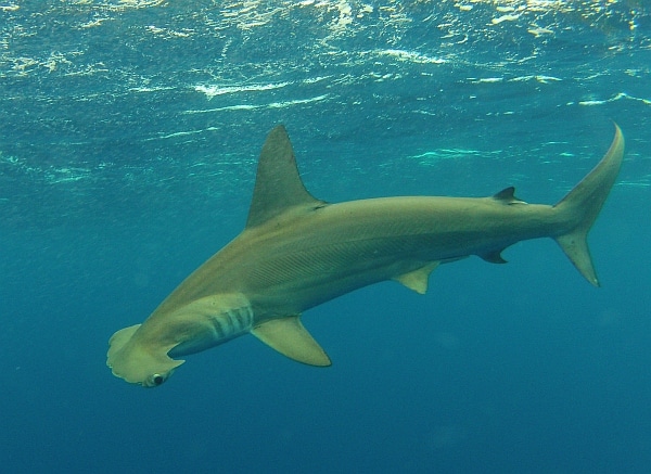 Hammerhead shark Hammerhead shark