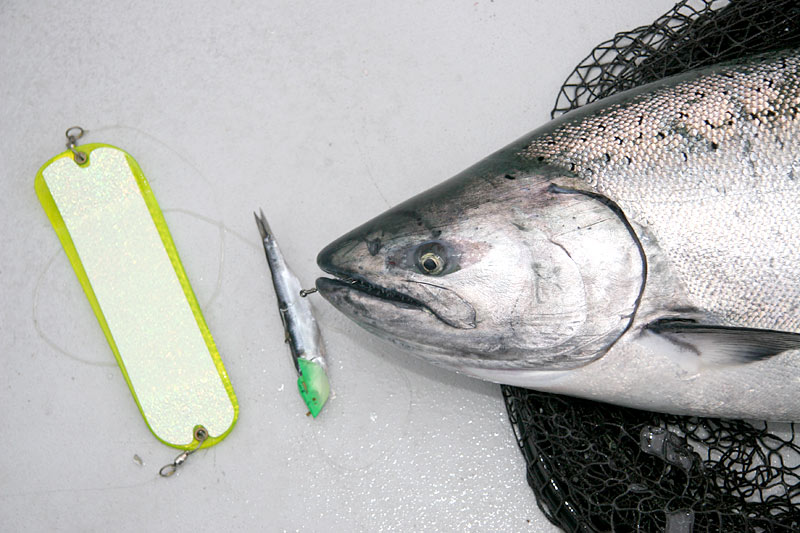 herring herring