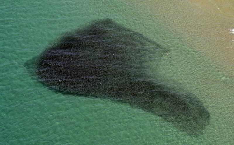 Mullet from Above mulletabove.jpg