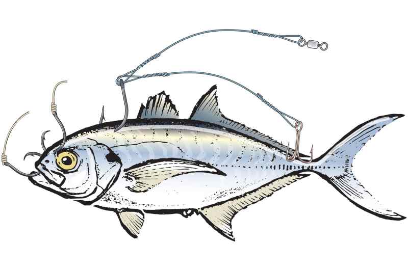 Capt. Robert Trosset's tips for hooking blue runners