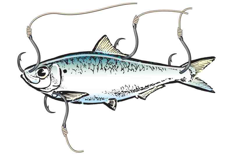 Capt. Robert Trosset's tips for hooking pilchards