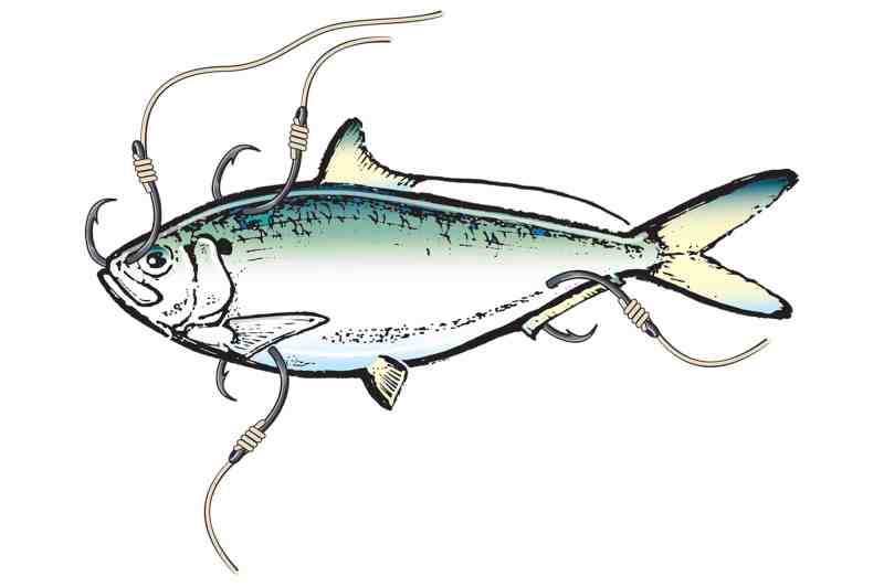 Capt. Robert Trosset's tips for hooking threadfin herring