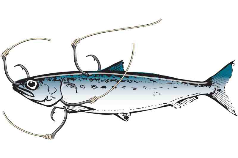 Capt. Mark Wisch's tips for hooking Pacific sardines