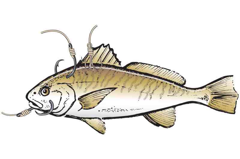 Capt. Tommy Pellegrin's tips for hooking croakers
