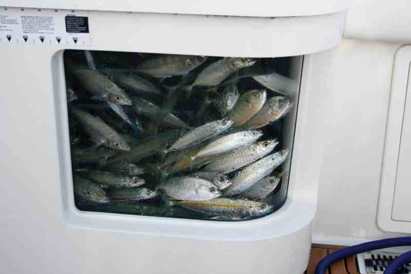 HydraSports Custom 5300 Sueños center console sportfishing boat live bait livewell