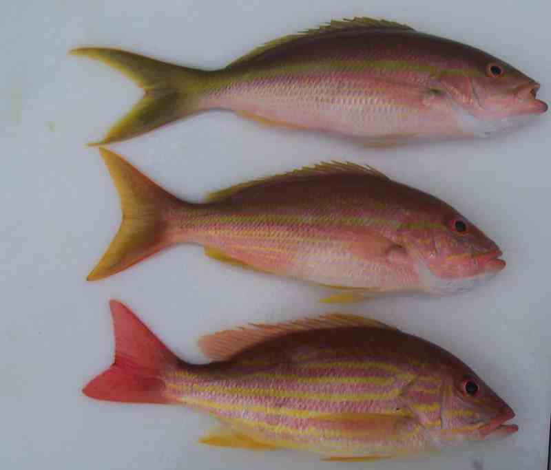 hybrid snapper, 100_3458.jpg
