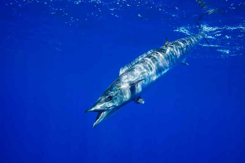A wahoo dashes down, wary of sharks in the waters