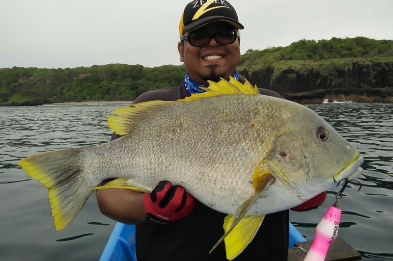 Maori Sea Perch