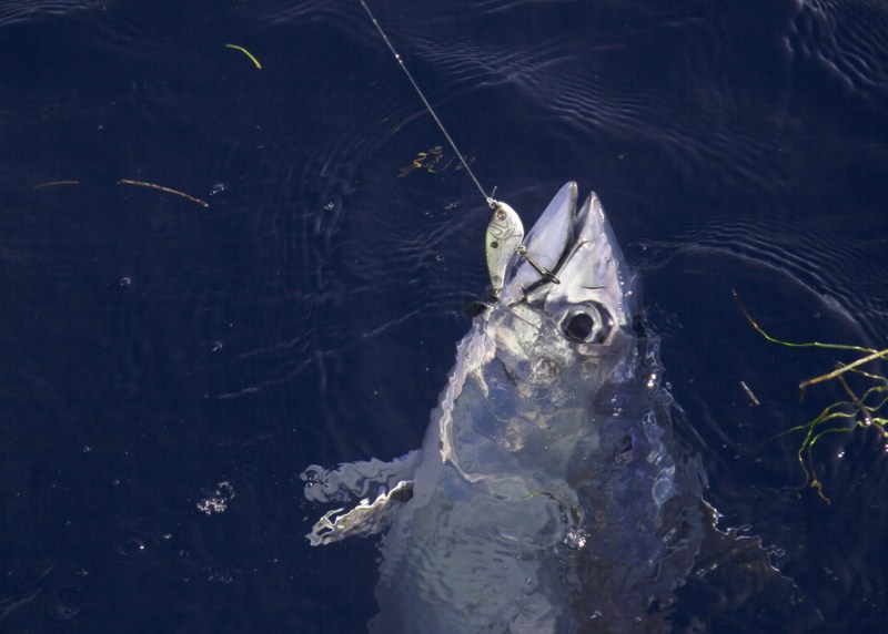 Fishing North Carolina's Outer Banks - blackfin tuna