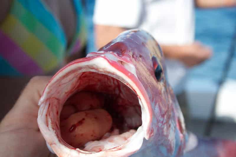 img_1376bottom-fishing-ft-pierce.jpg