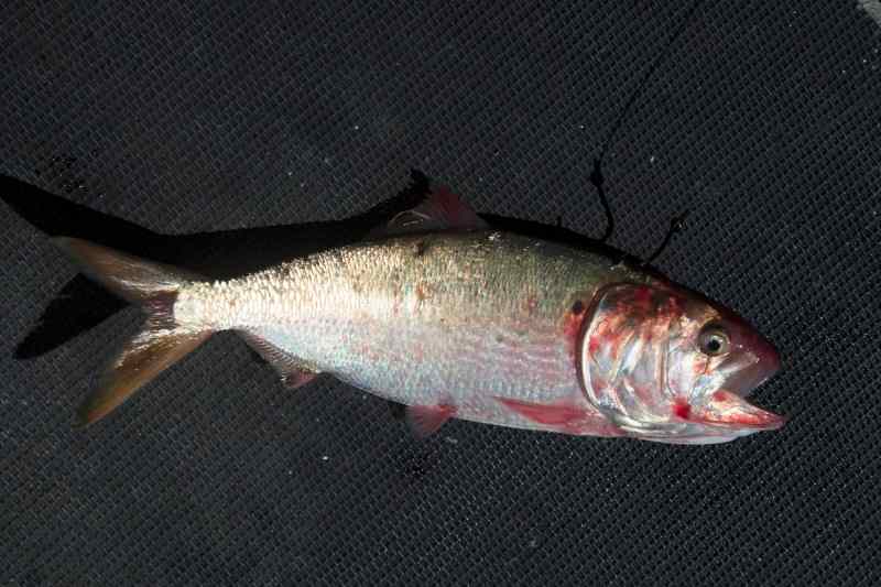 menhaden fishery management