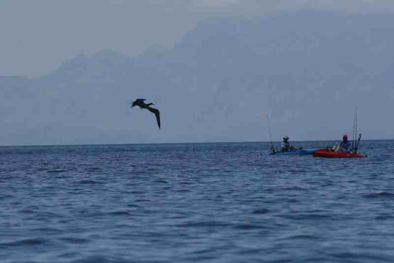 frigate bird spotting while Hobie kayak fishing Baja’s Central Sea of Cortez