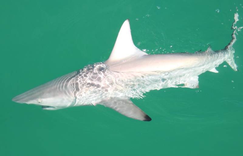 Blacktip shark, Florida Bay
