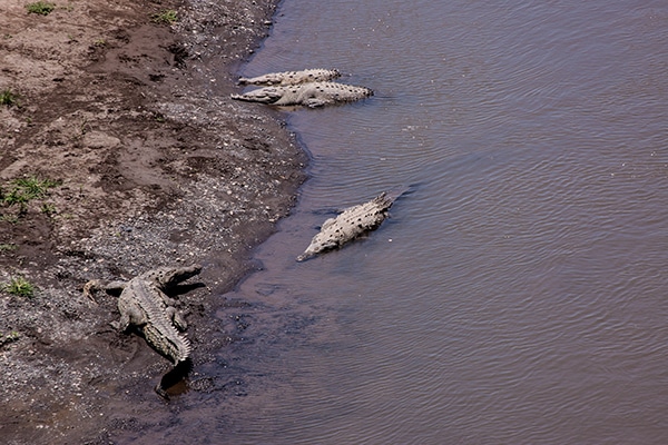 Costa Rica Croc Bridge Tarcoles River Photo