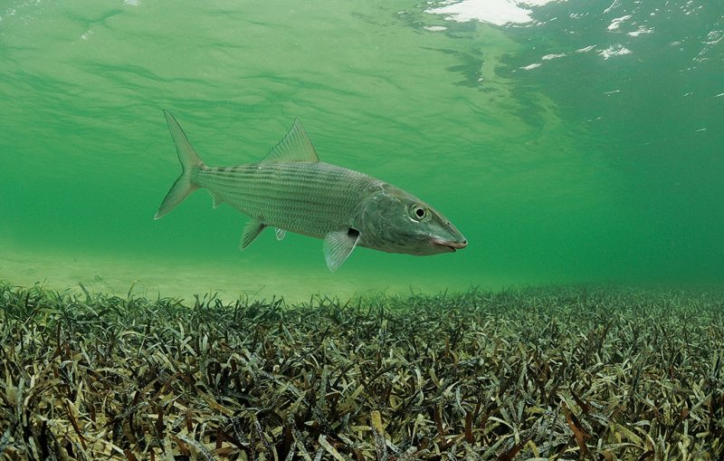 bonefish release