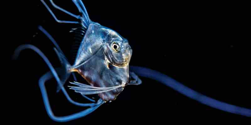 baby African pompano