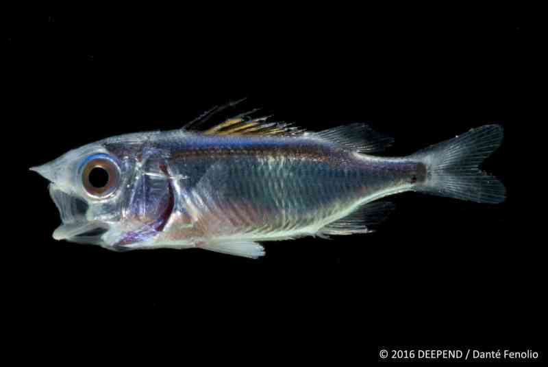 A deep-sea monster, juvenile squirrelfish