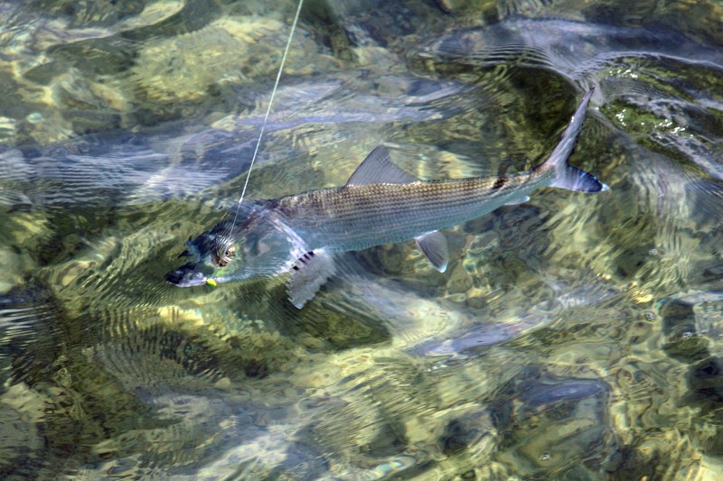 bonefish in clear water