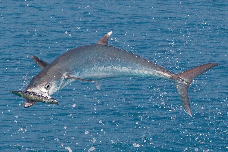 kingfish jump
