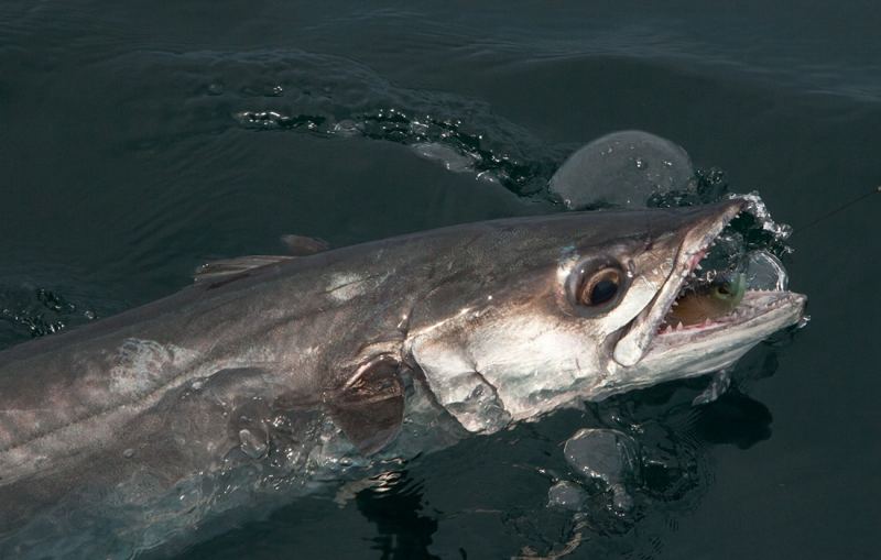 king mackerel catch
