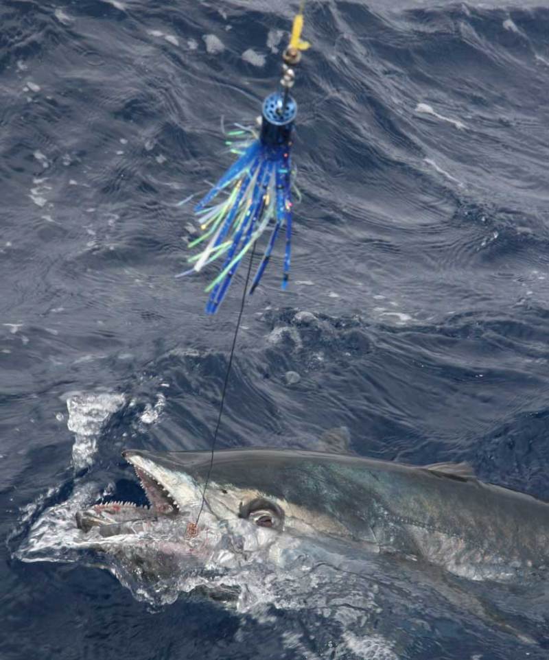 kingfish_5-do.jpg