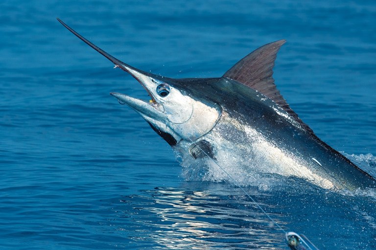 A Guide to Big Fish off the Big Island kona-hawaii-fishing-02.jpg