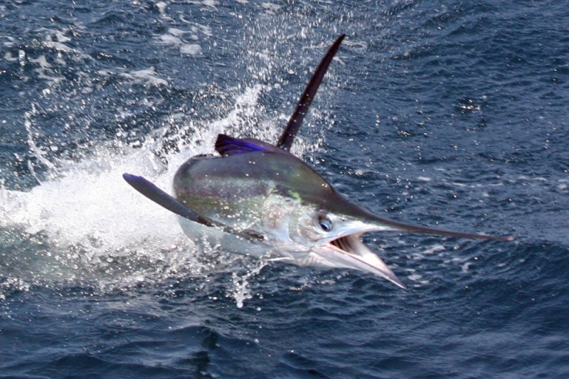 White Marlin legendary-fisheries-2.jpg