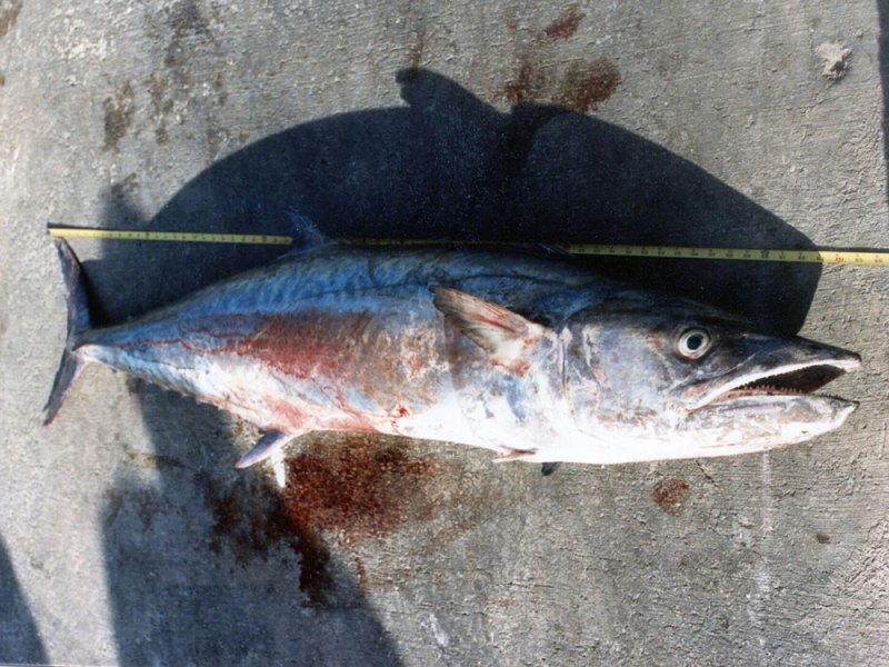 king mackerel