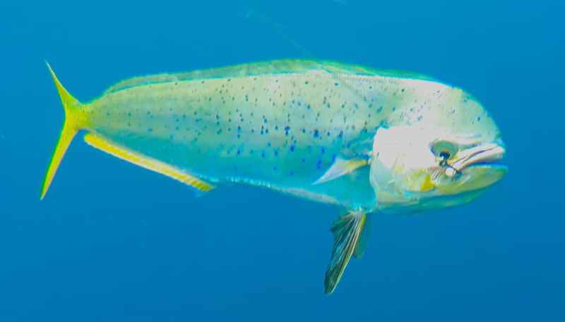 dorado fishing off Mexico