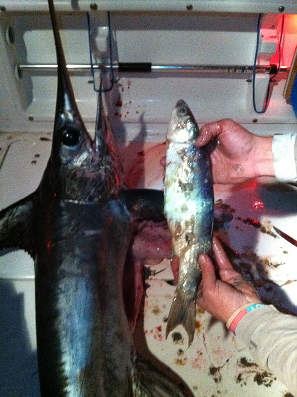 Mullet found in swordfish Mullet found in swordfish